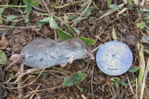 Moles, Voles and Shrews - Loudoun Wildlife Conservancy