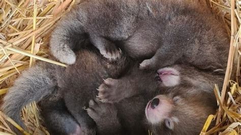 Red panda babies: New-born twins 'give double hope for endangered ...