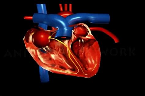 Cardiac cycle animation 3D Tha Human heart blood circulation - Vidéo ...