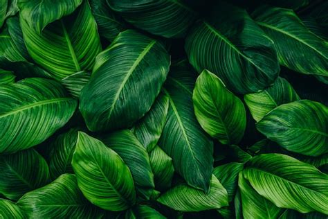 Premium Photo | Tropical green foliage leaf on dark background in ...