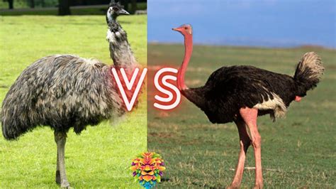 Emu Vs Ostrich - What Is The Difference