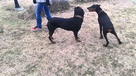 rottweiler fight with doberman! LOL!!!! - YouTube