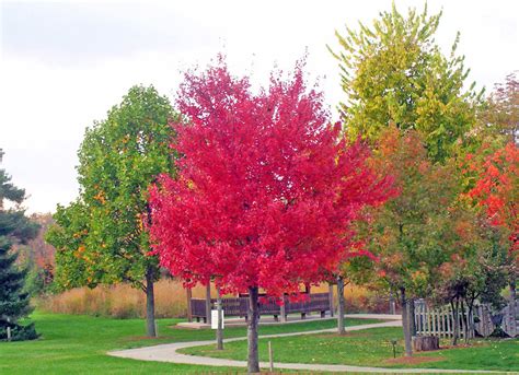 Red Maple Tree Free Stock Photo - Public Domain Pictures