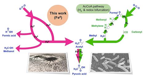 An Acetyl CoA pathway before enzymes? | Ecology & Evolution Community