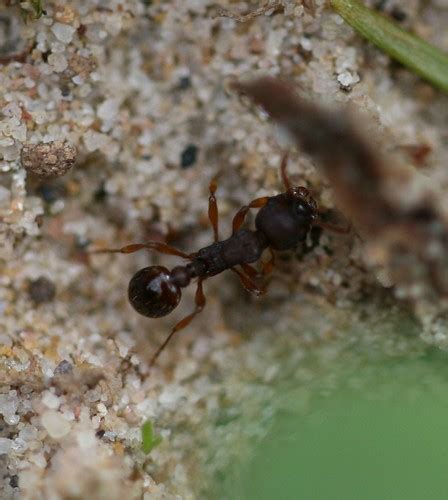 Myrmica rubra | Thanks to Robert.s.wright for the id. Taken … | Flickr