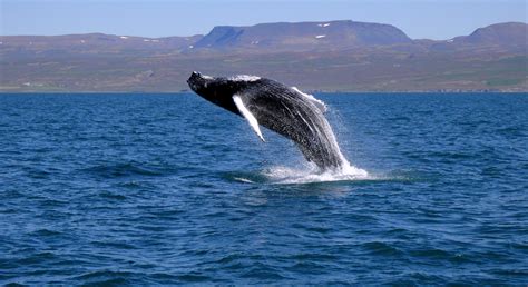 Whale Watching Tour Off Reykjavik's Faxafloi Bay