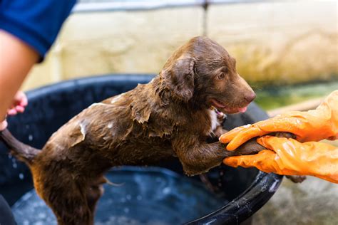 How to Get Rid of the Skunk Smell on Dogs - 2024 - MasterClass