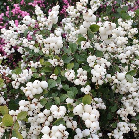 Buy snowberry Symphoricarpos 'Magical Galaxy ('Kolmgala') (PBR)'