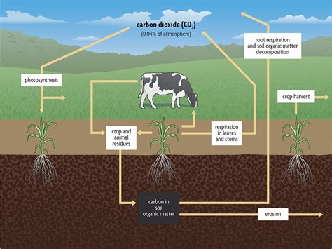 Decayed Organic Material in Soil Is Called