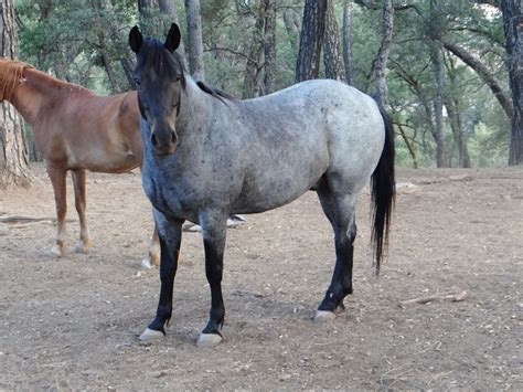 Blue | All About Equine Animal Rescue - All About Equine Animal Rescue ...