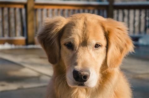 Golden Cocker Retriever - Golden Retriever Cocker Spaniel Mix - Animal ...