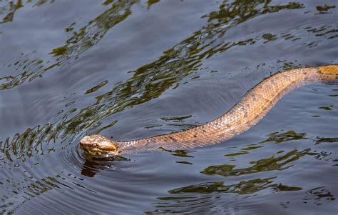 Do Water Moccasins Swim on Top of Water? | Venomous Snakes