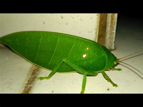 Belalang daun (leaf mimic katydid) - YouTube