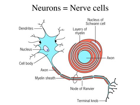 Nerve Cell Labelled Diagram