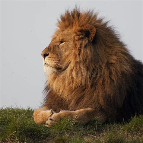 Majestic lion stock image. Image of king, mane, pride - 24358735