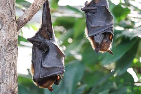 Do Owls Eat Bats? Your Questions Answered! - Optics Mag