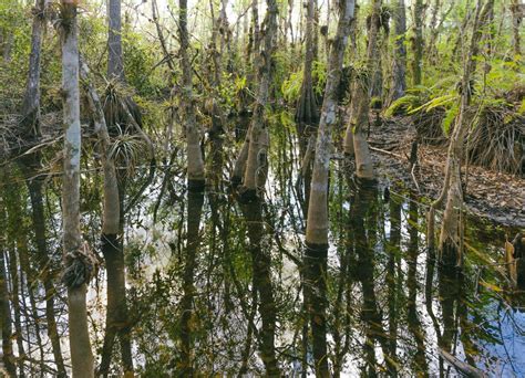 Hiking The Everglades Trails and Photographing Its Beautiful Environment