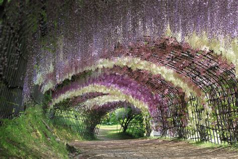 Best of Japan Tour Spring (Reverse): Wisteria Tunnel at Kawachi Fuji ...