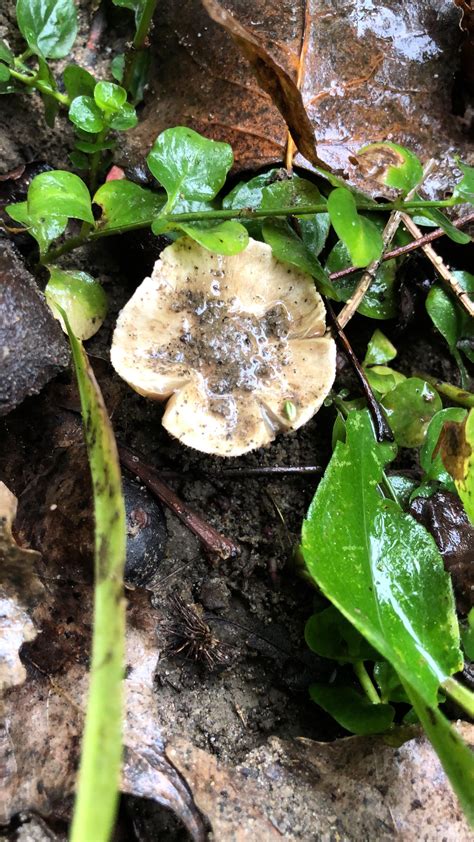 Help Identify. Psilocybe ovoideocystidiata? : r/mycology