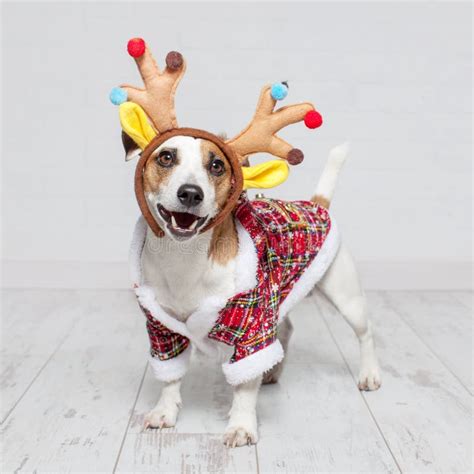 Dog in a christmas costume stock photo. Image of background - 129758646