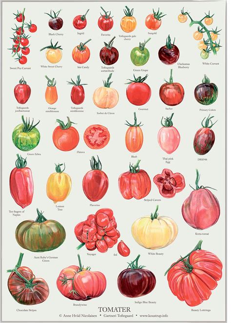 TOMATOS X 36 on Behance | Fall garden vegetables, Tomato garden, Autumn ...