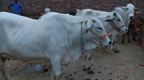 Tharparkar Cow at Best Price in Sirsa - ID: 2835065 | Shree Jeevan Dairy