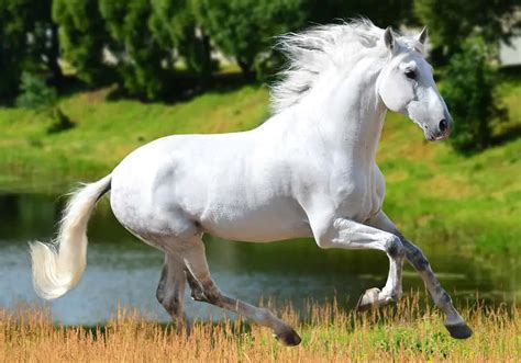 Andalusian Horse Breed: Care, Cost & History (2024) | Horses Only