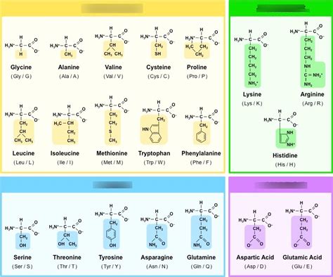 Amino Acid groups Diagram | Quizlet