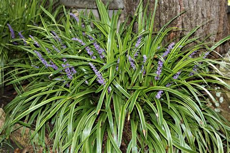 Variegated Monkey Grass With Blooms Free Stock Photo - Public Domain ...