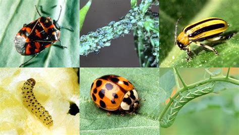 Red Beetle Garden Pest Identification | Fasci Garden