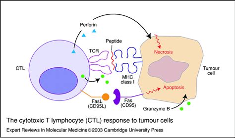 The cytotoxic T lymphocyte (CTL) response to tumour cells. CTLs ...