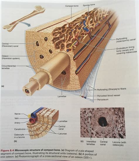 Regions and Structures of an Osteon Diagram | Quizlet