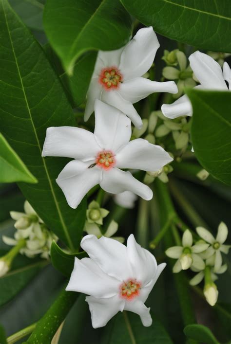 cerbera flowers 2 | Cainta Plant Nursery