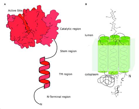 | Schematic structural organization of two types of plant... | Download ...