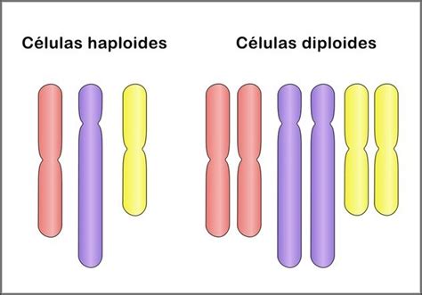 HAPLOIDE DEFINICION PDF