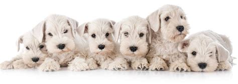 Schnauzer dog breeds: Guide to sizes, temperament, and health