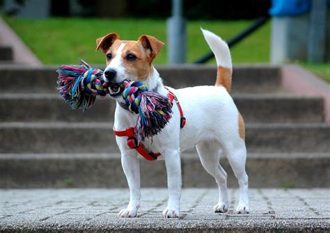 Jack Russell Terrier - All The Facts An Owner Needs - Animal Corner