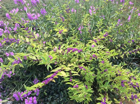 Purple beautyberry planted in physostegia | Plants, Garden, Purple