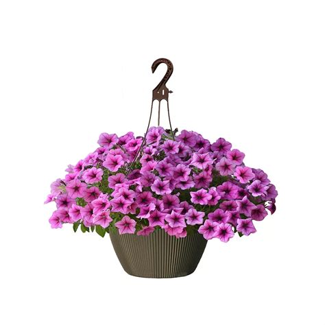 Landscape Basics 10 inch Hanging Basket Petunia Pink | The Home Depot ...