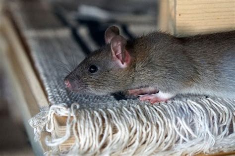 10 Common Rat Behaviors | BeChewy