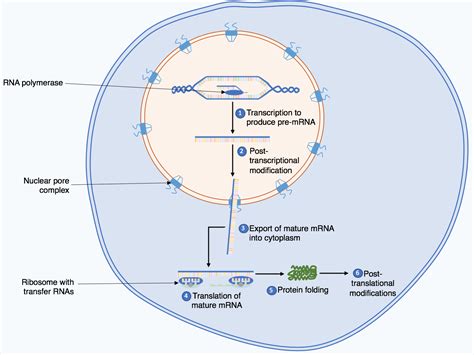 Protein Synthesis Diagram