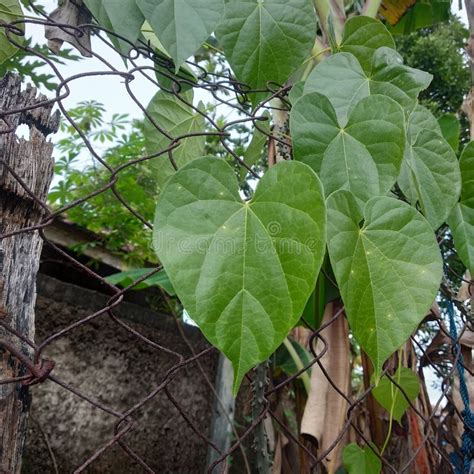 Brotowali is Traditional Herbal Plant for Many Desease Stock Photo ...