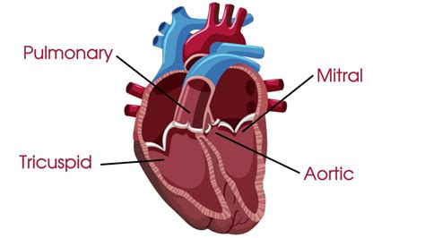 Medical Terminology - Picture & Question Round( Round-3) Jeopardy Template