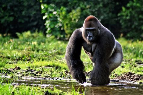 Gorilla | Wild Life World