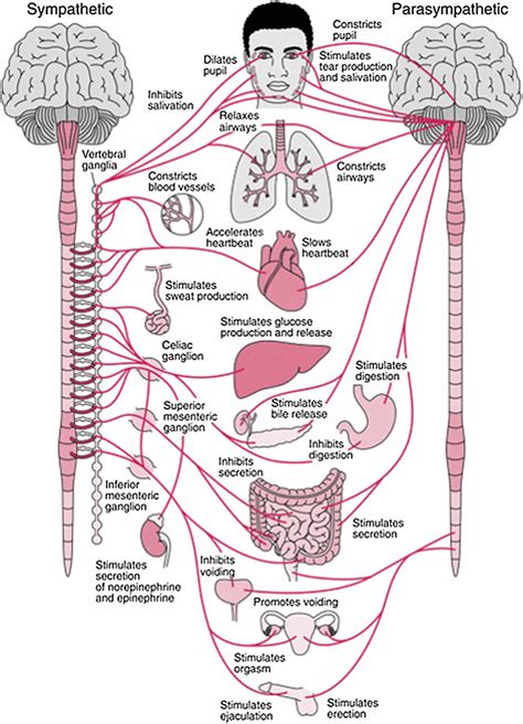 Peripheral nervous system parts, divisions & peripheral nervous system ...