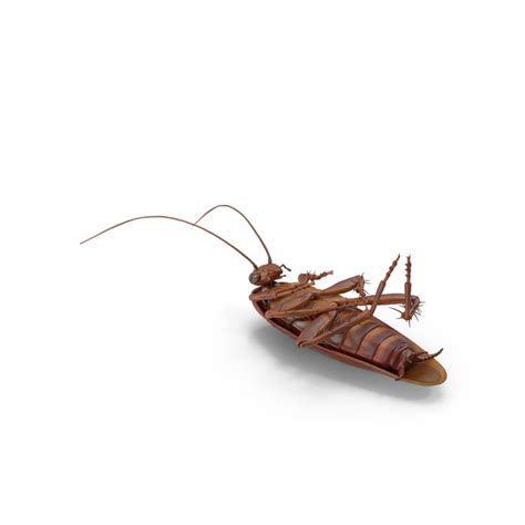 Dead Cockroach Png / Death cartoon png is about is about cockroach ...