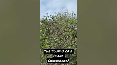 Plain Chachalaca sound - YouTube