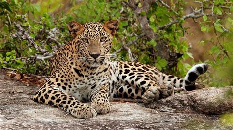 Pakistan Gets Its First Leopard Preservation Zone in Margalla Hills ...