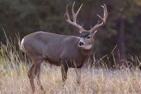 Hunting Strategies for High-Country Mule Deer Bucks - Game & Fish