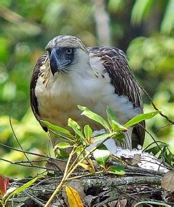 Philippine Eagle Facts - Philippine Eagle Diet - Philippine Eagle Habitat